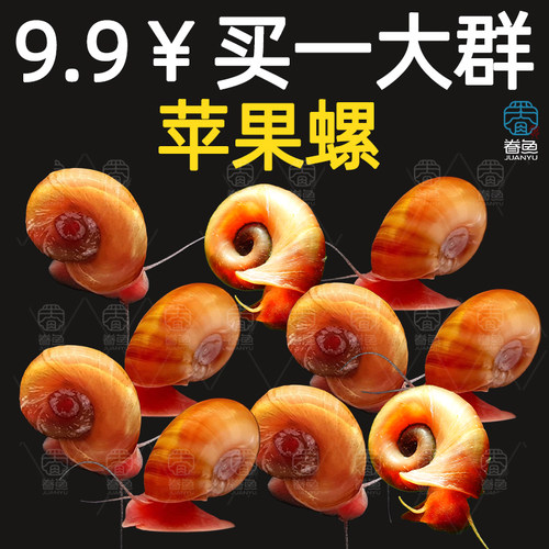 苹果螺除藻螺迷你观赏螺蜗牛工具螺水草缸除苔清理残食清洁螺包邮