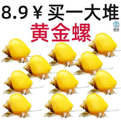 黄金观赏螺苹果黑金刚白玉斑马除藻清洁菜单吃藻马来淡水鱼缸螺蛳