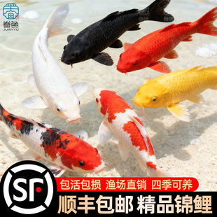 顺丰锦鲤鱼苗观赏鱼活体大型冷水纯种红白草金鱼活鱼淡水好养耐活
