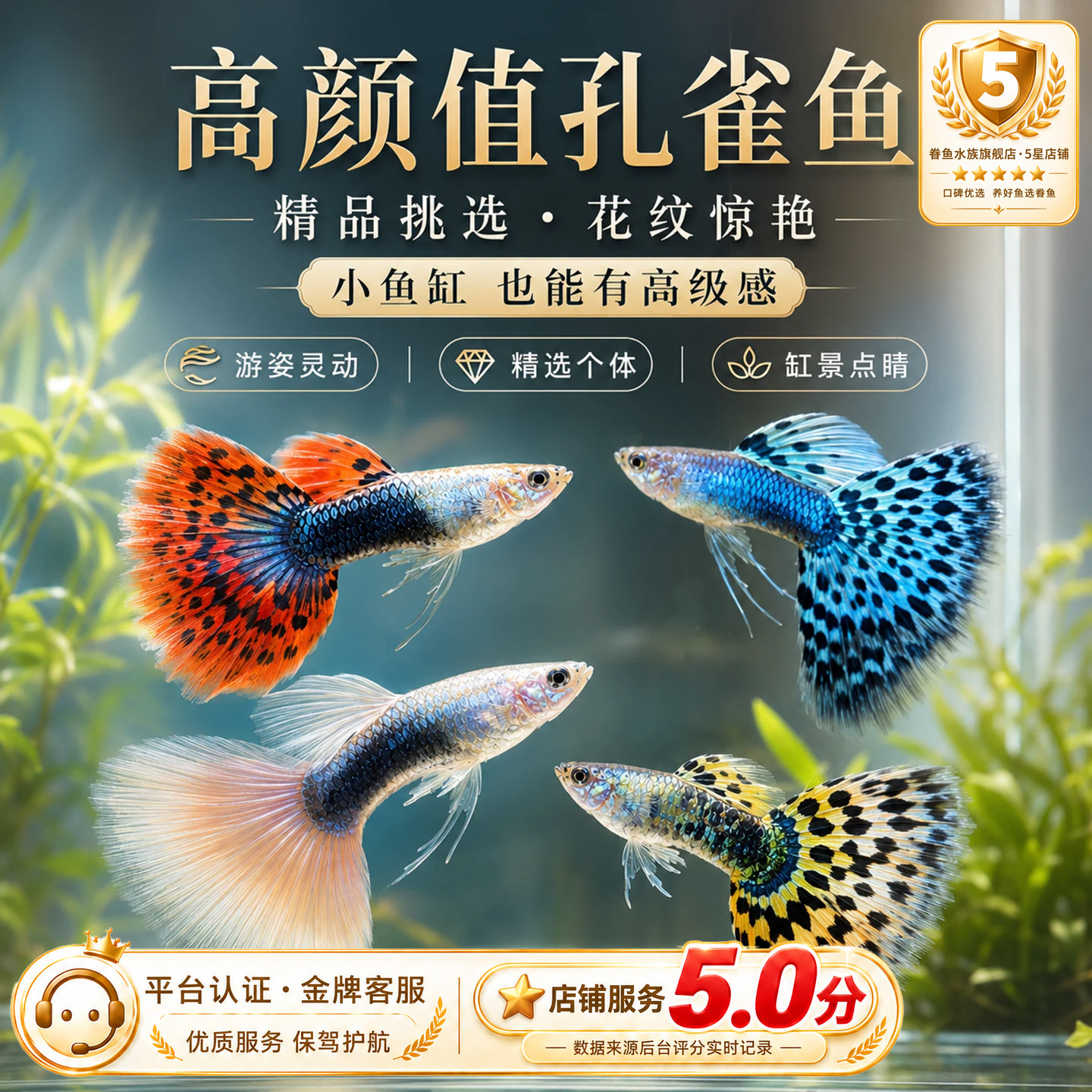 孔雀热带观赏鱼苗淡水冷水小型小鱼好养耐活耐养金鱼凤尾斑马活鱼
