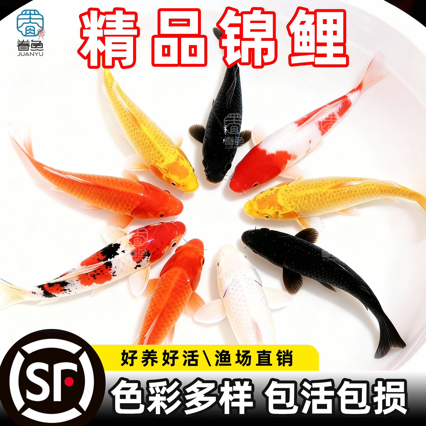 顺丰锦鲤鱼活鱼观赏鱼纯种鱼大型红白冷水淡水好养耐活金鱼草金鱼