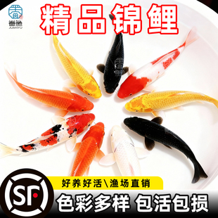 顺丰锦鲤鱼活鱼观赏鱼纯种鱼大型红白冷水淡水好养耐活金鱼草金鱼