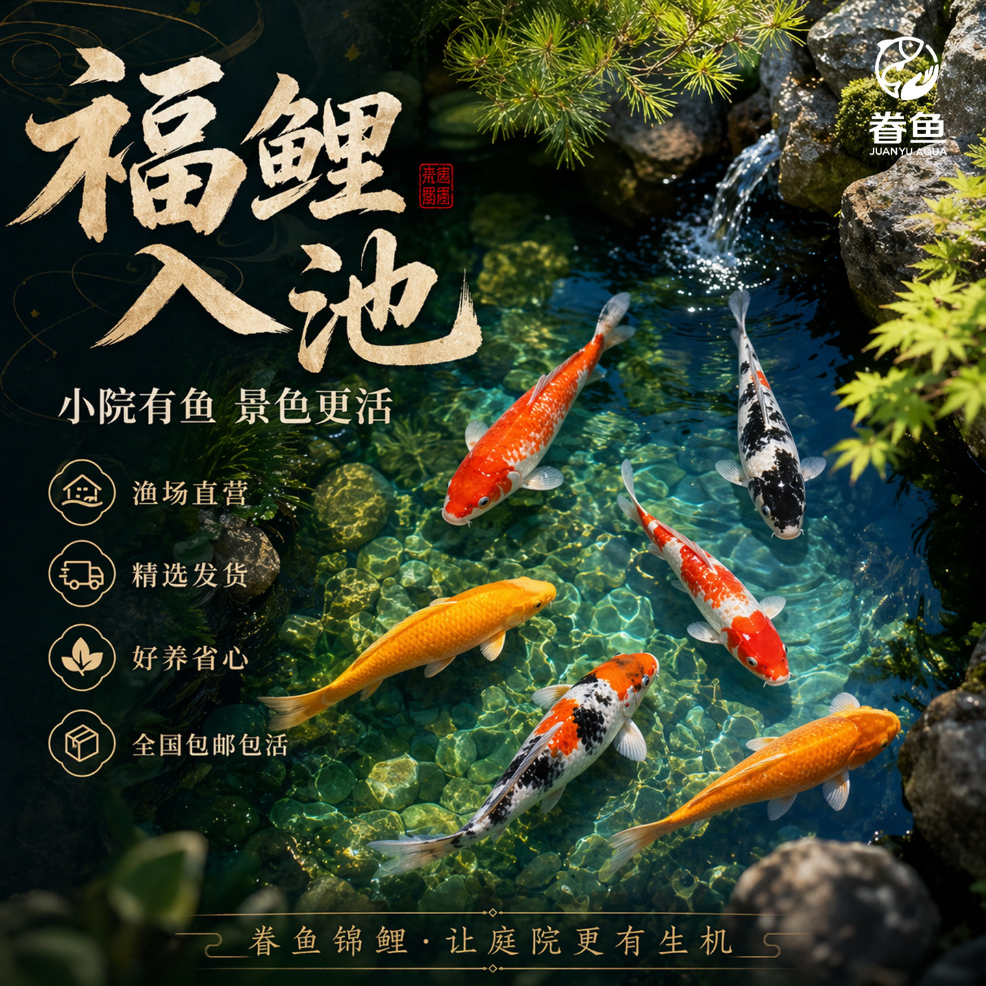 锦鲤鱼活鱼观赏鱼纯种鱼大型冷水淡水小鱼苗好养耐活金鱼草金鱼