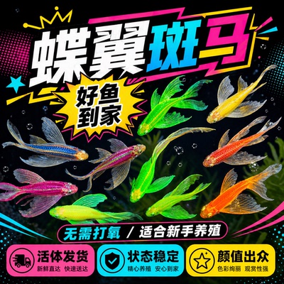 蝶翼斑马鱼长尾长鳍大帆热带鱼观赏鱼龙凤小型淡水好养小活鱼