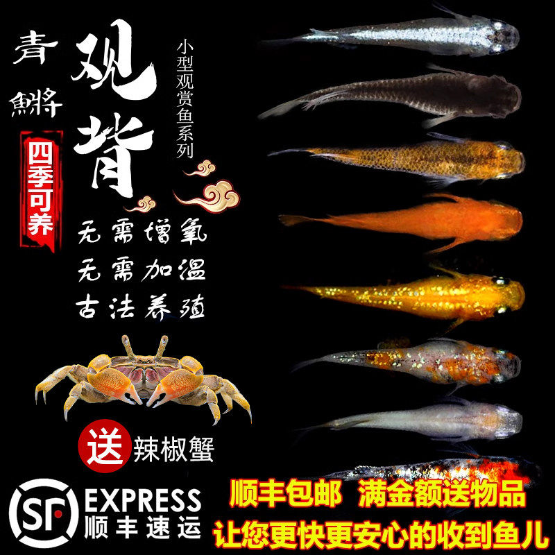 观背青鳉观赏鱼魔法鱼冷水鱼小型锦鲤淡水鱼不打氧好养活体包邮损,宠物/宠物食品及用品,鱼,淘宝优惠券,粉丝福利购,淘宝优惠卷