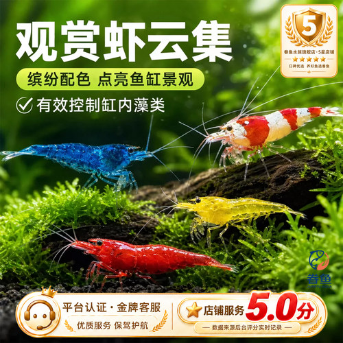 观赏虾樱花虾除藻虾极火虾淡水鲜活黑壳虾清洁鱼缸好养活热带宠物