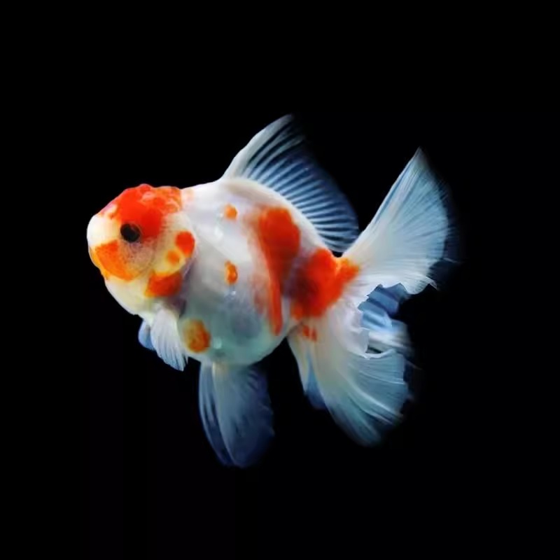 泰狮金鱼活鱼小型淡水好养冷水鱼宠物鱼自来水好养耐活鱼苗观赏鱼