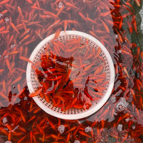 草金金鱼活鱼苗观赏鱼小型冷水淡水练手鱼好养耐活自来水活体锦鲤