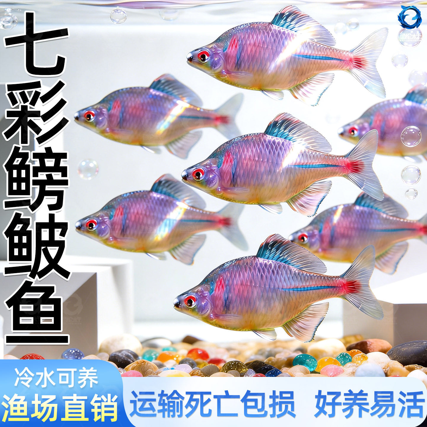 七彩鳑鲏原生旁皮鱼菜板鱼除丝藻鱼原生鱼新手鱼冷水鱼观赏鱼包邮,宠物/宠物食品及用品,蟹,淘宝优惠券,粉丝福利购,淘宝优惠卷