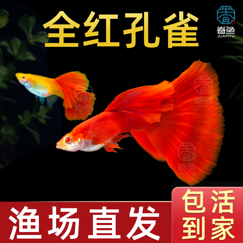 精品美国全红孔雀鱼活鱼热带鱼苗观赏鱼小型凤尾鱼大尾巴好养耐活