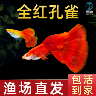精品美国全红孔雀鱼活鱼热带鱼苗观赏鱼小型凤尾鱼大尾巴好养耐活