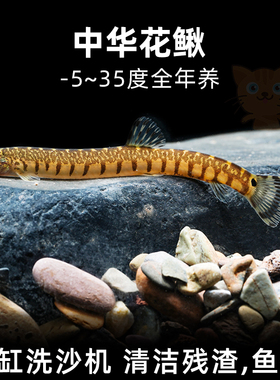 观赏鱼原生中华花鳅除藻工具淡水泥鳅小型翻砂冷水清道夫吃粪耐活