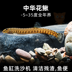观赏鱼原生中华花鳅除藻工具淡水泥鳅小型翻砂冷水清道夫吃粪耐活