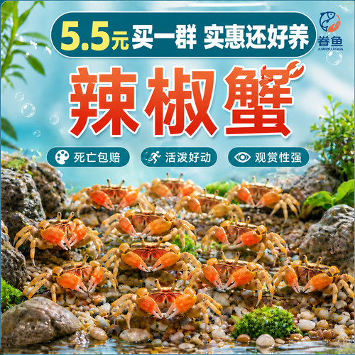 小螃蟹观赏蟹宠物螃蟹淡水爬宠鱼缸除藻吃粪便清洁工具深水辣椒蟹