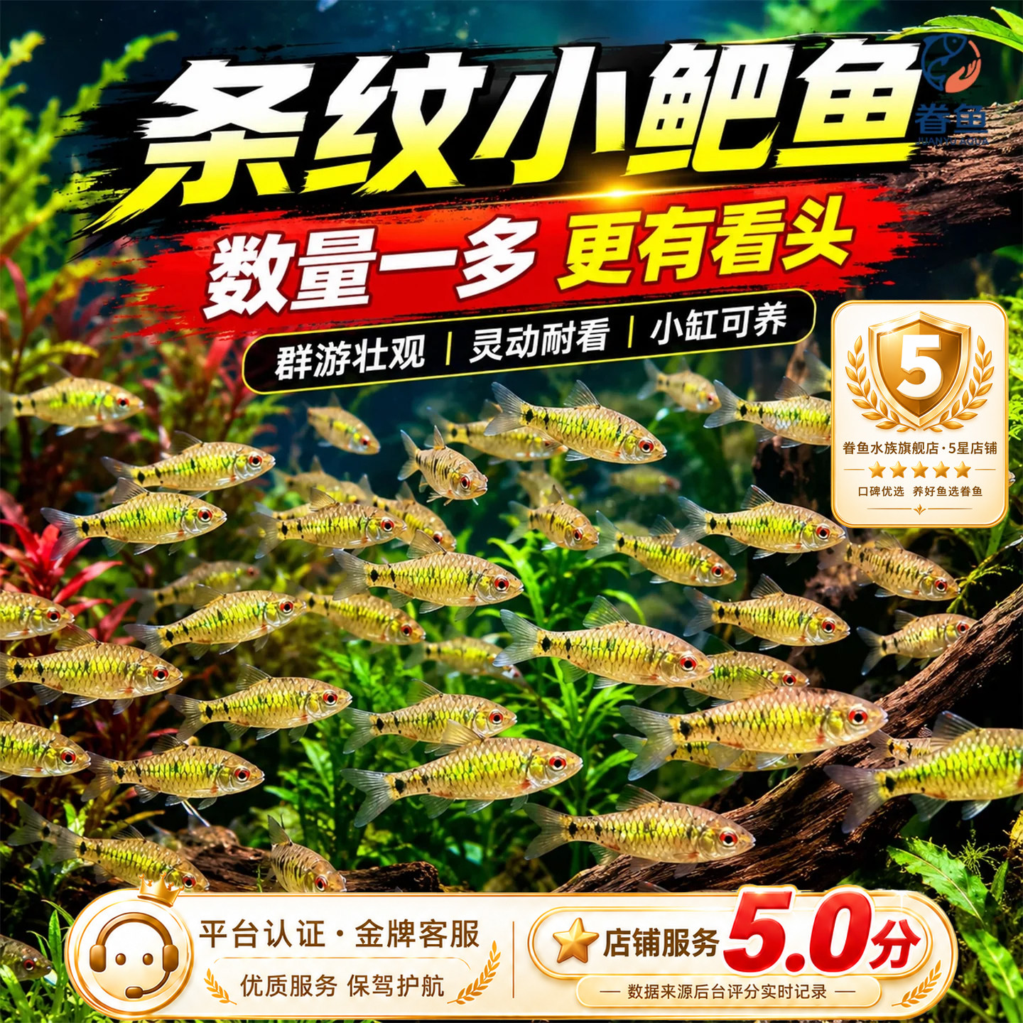 原生鱼冷水鱼条纹小鲃鱼活体淡水小溪鱼二须鲃群游观赏好养耐活