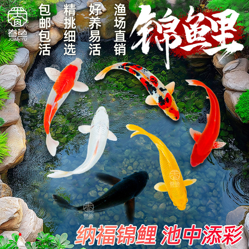 顺丰锦鲤鱼苗观赏鱼活体大型冷水纯种红白草金鱼活鱼淡水好养耐活