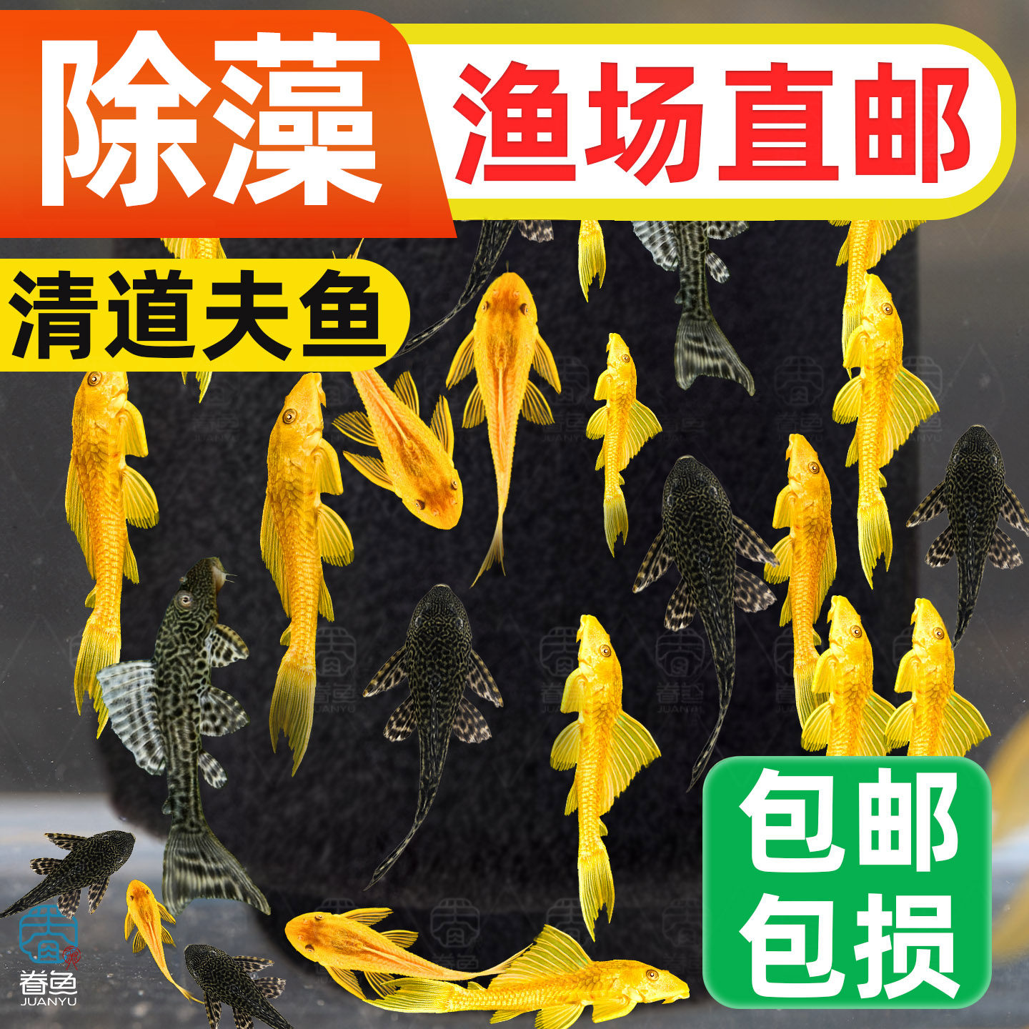 清道夫活体清洁鱼缸吃屎垃圾粪便清理藻类工具鱼热带淡水鱼观赏鱼