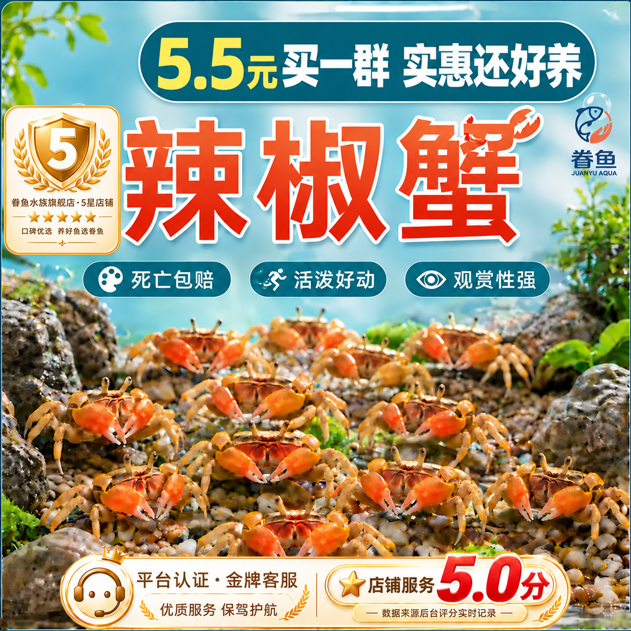 小螃蟹观赏蟹宠物螃蟹淡水爬宠鱼缸除藻吃粪便清洁工具深水辣椒蟹