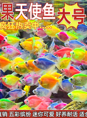 大号天使鱼观赏鱼活鱼群游活体斑马孔雀热带鱼小型鱼淡水好养耐活