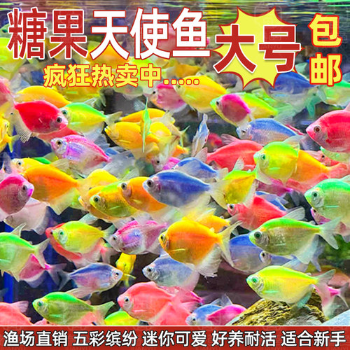 大号天使鱼观赏鱼活鱼群游活体斑马孔雀热带鱼小型鱼淡水好养耐活