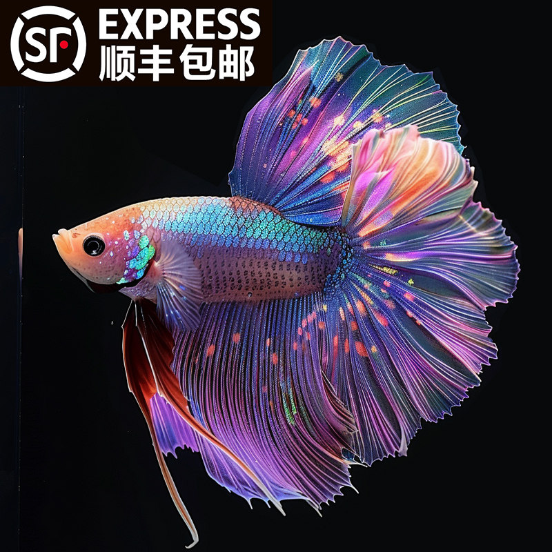 泰国斗鱼观赏鱼苗金鱼热带好养耐活体小型鱼缸淡水半月宠物婚纱鱼