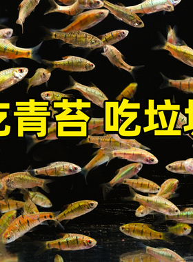 中国斗鱼伴侣条纹小鲃活体吃青苔耐寒冷水原生鱼溪流鱼群游观赏鱼