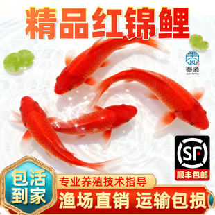 顺丰纯种红金锦鲤鱼活体活鱼大型不加温的观赏鱼冷水淡水好养耐活