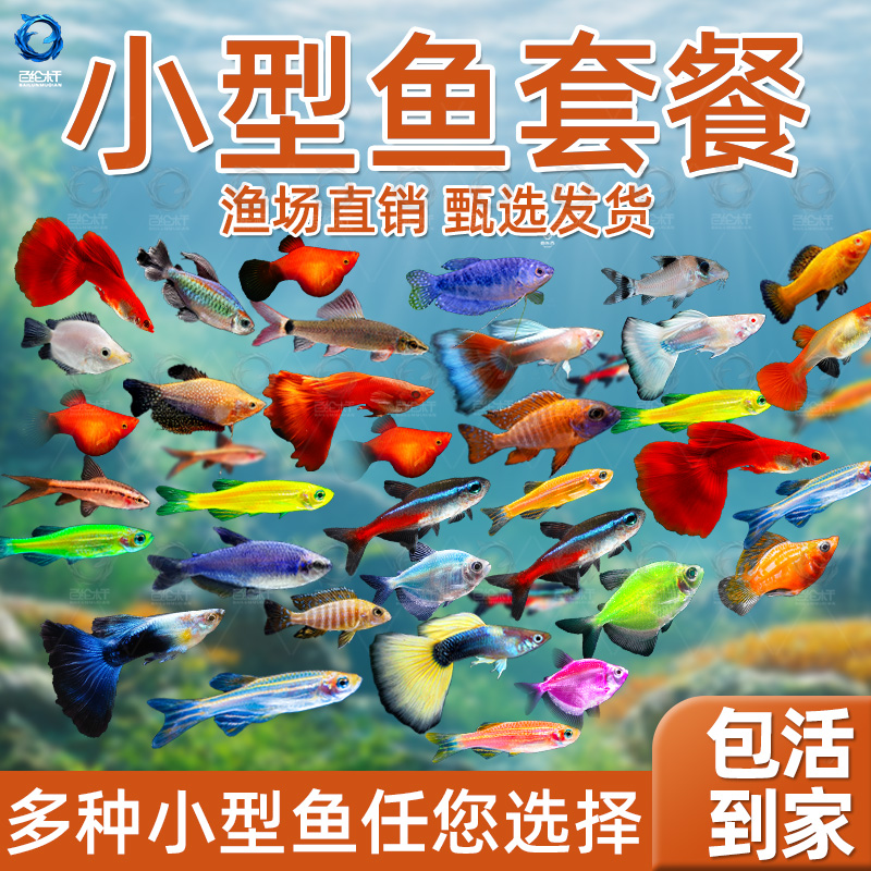 热带观赏鱼好养红绿灯斑马鱼淡水金鱼苗神仙孔雀小型宝莲灯科小鱼