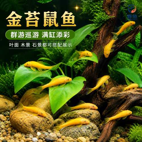 金苔鼠观赏鱼清道夫小型热带斑马鱼除藻工具淡水清洁粪便孔雀鱼