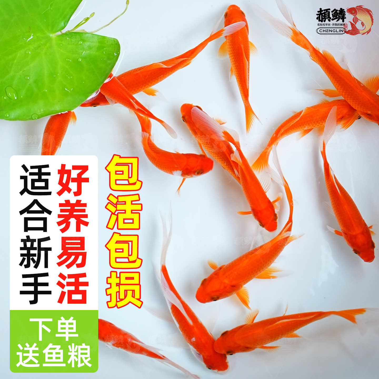 草金鱼活鱼锦鲤鱼苗观赏鱼淡水鱼红草金冷水鱼小型耐活活体小金鱼