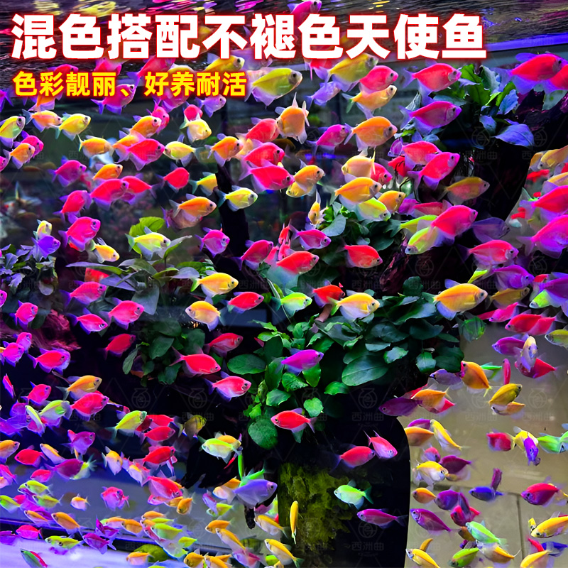 天使鱼观赏鱼活鱼大号群游活体斑马孔雀热带鱼小型鱼淡水好养耐活