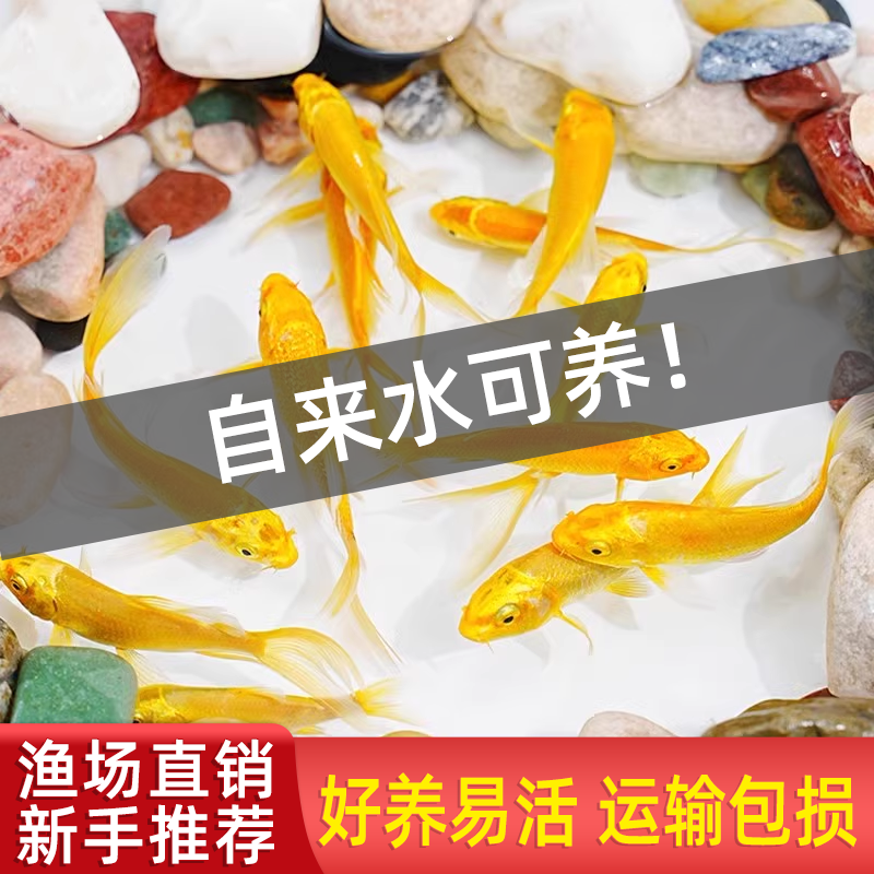 金鱼活鱼黄金锦鲤鱼龙凤锦鲤好养耐活冷水观赏鱼小鱼苗龙凤鱼活体