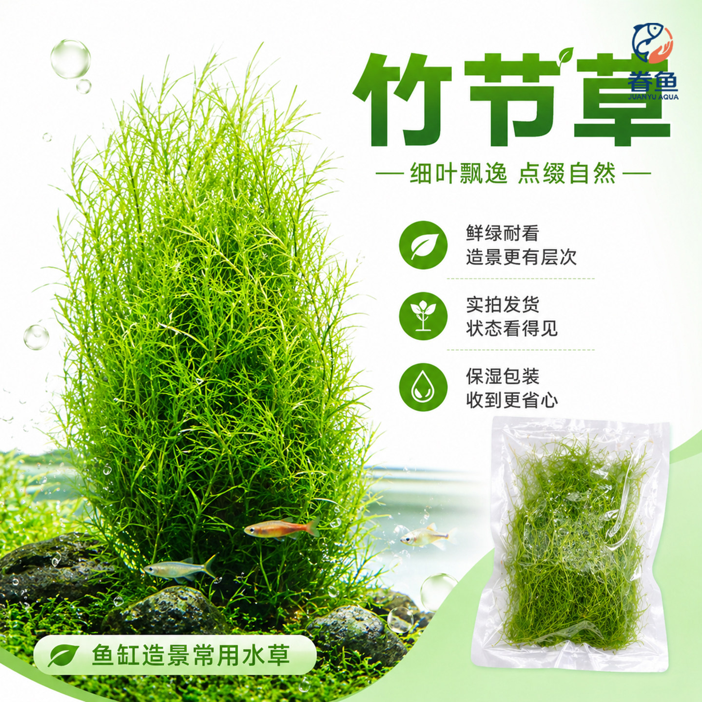 水草印度小竹节草新手好养耐活懒人阴性水草鱼缸装饰造景净化水质