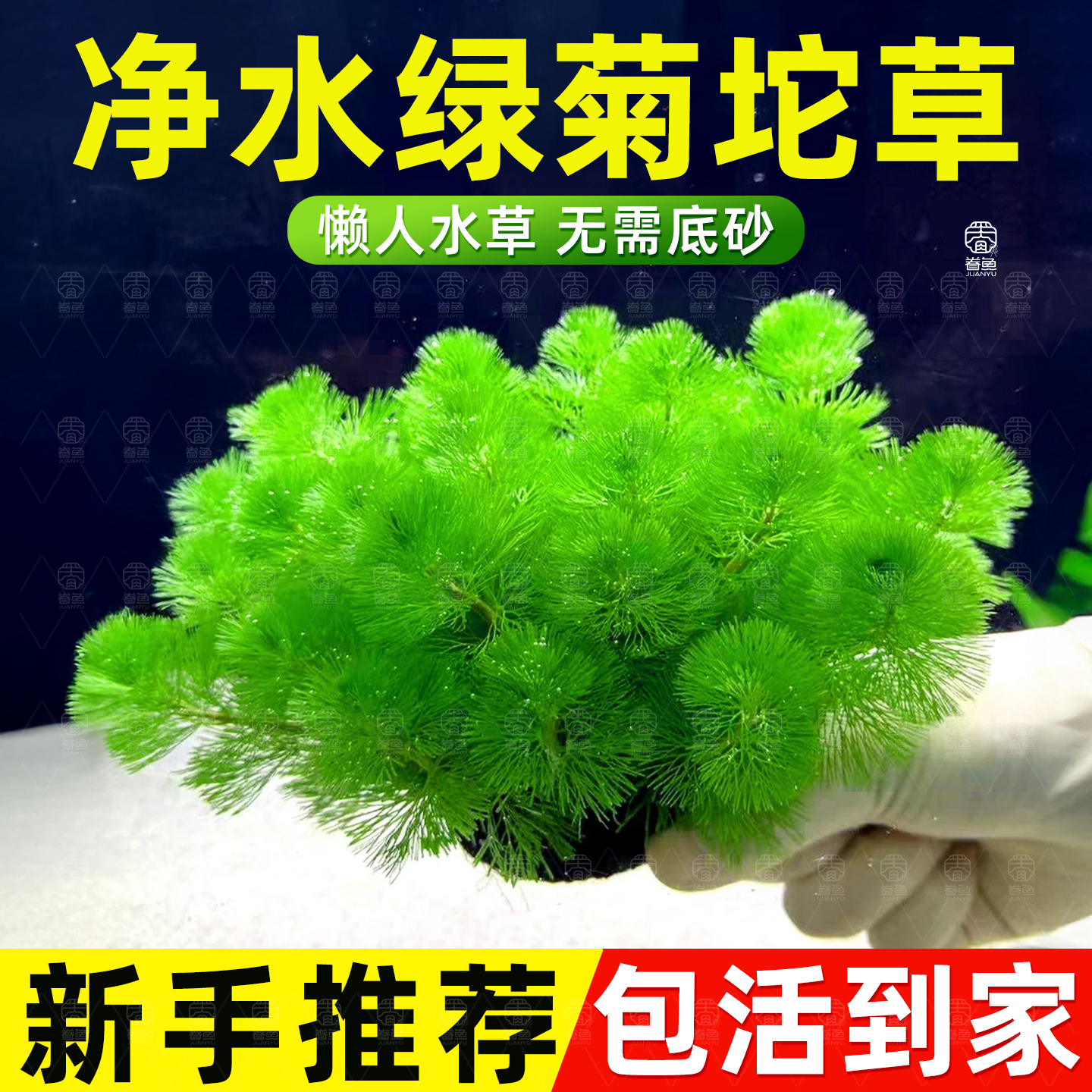 蜈蚣草绿菊绿色阴性水草鱼缸造景净化水质无需底沙生长快新手好养