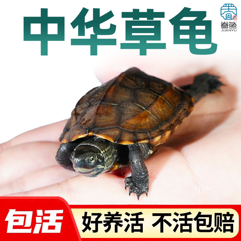 中华草龟小乌龟活体幼苗龟家养观赏龟宠物水龟活物龟墨龟草龟苗花