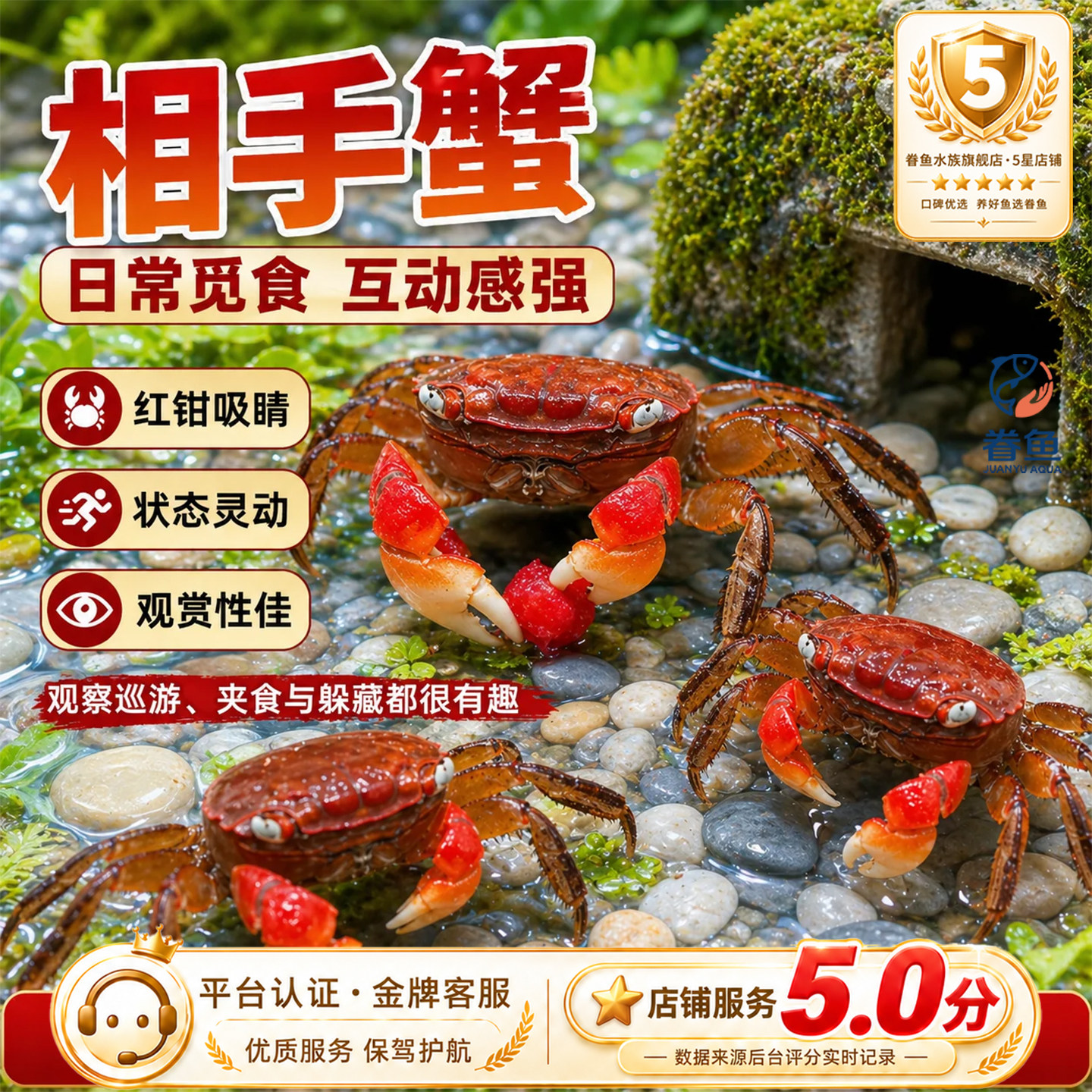 红鳌相手蟹宠物小螃蟹活体爬宠鱼缸观赏蟹深水蟹原生淡水蟹将军蟹图片
