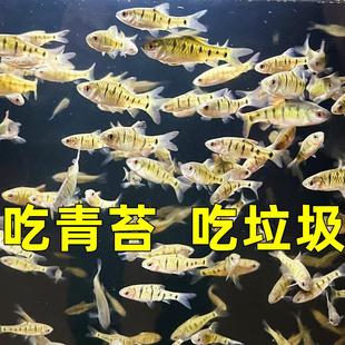 原生鱼冷水鱼条纹小鲃鱼活体淡水小溪鱼二须鲃群游观赏好养耐活