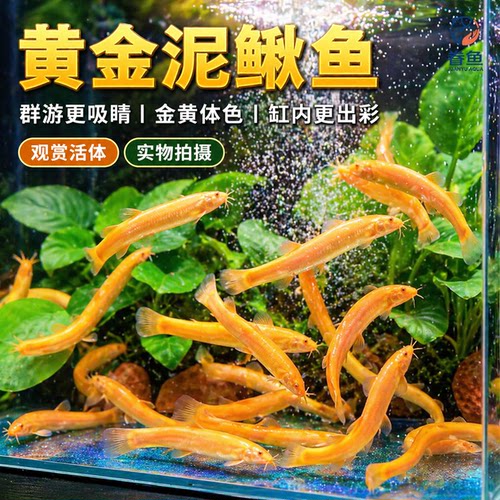 黄金泥鳅冷水观赏鱼缸清道夫清洁工具鱼金泥鳅淡水活体好养耐活鱼