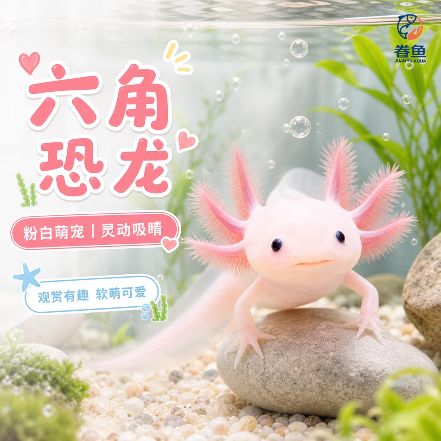 六角恐龙鱼冷水鱼蝾螈水族宠物活体六角龙淡水好养易活观赏网红鱼