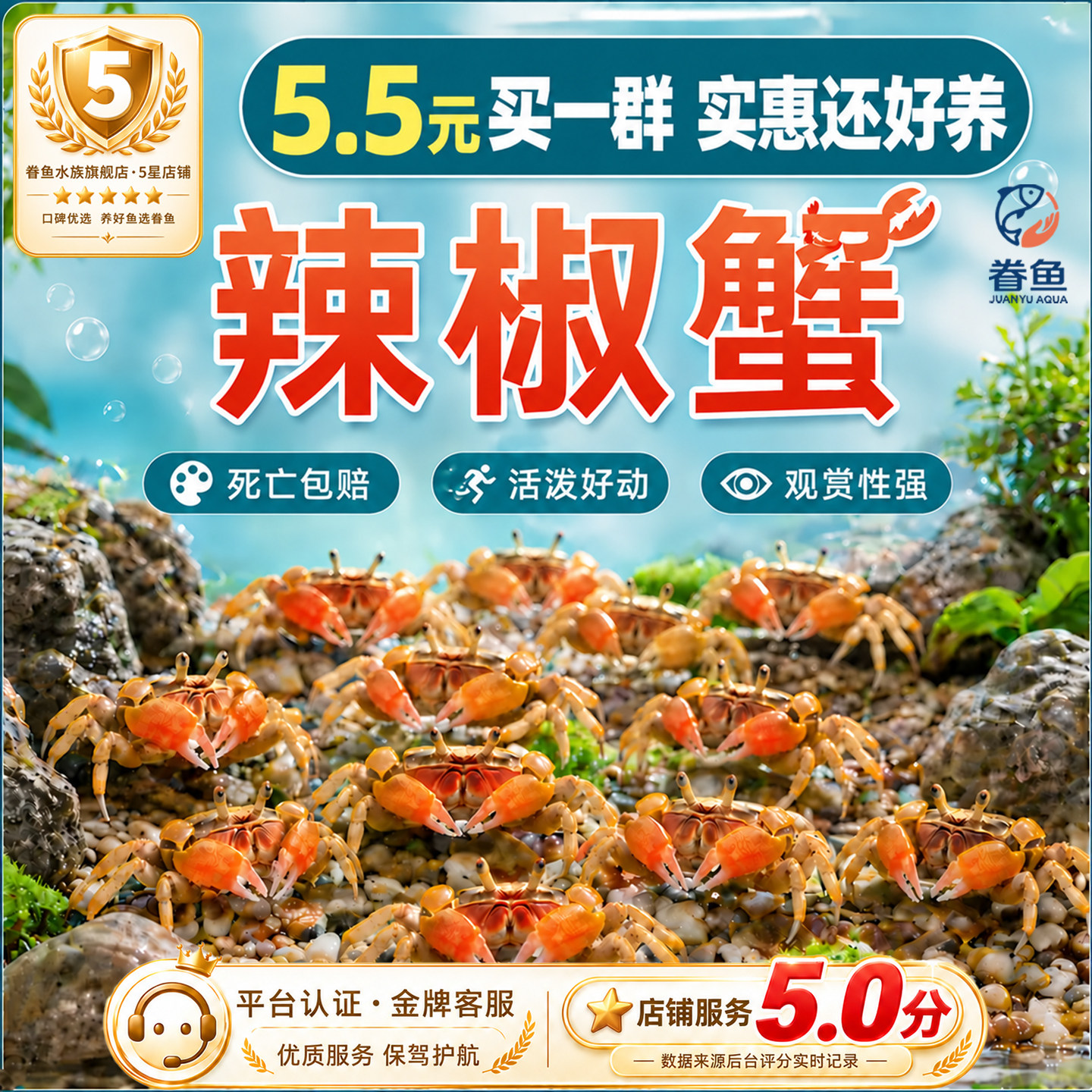 小螃蟹观赏蟹宠物螃蟹淡水爬宠鱼缸除藻吃粪便清洁工具深水辣椒蟹图片