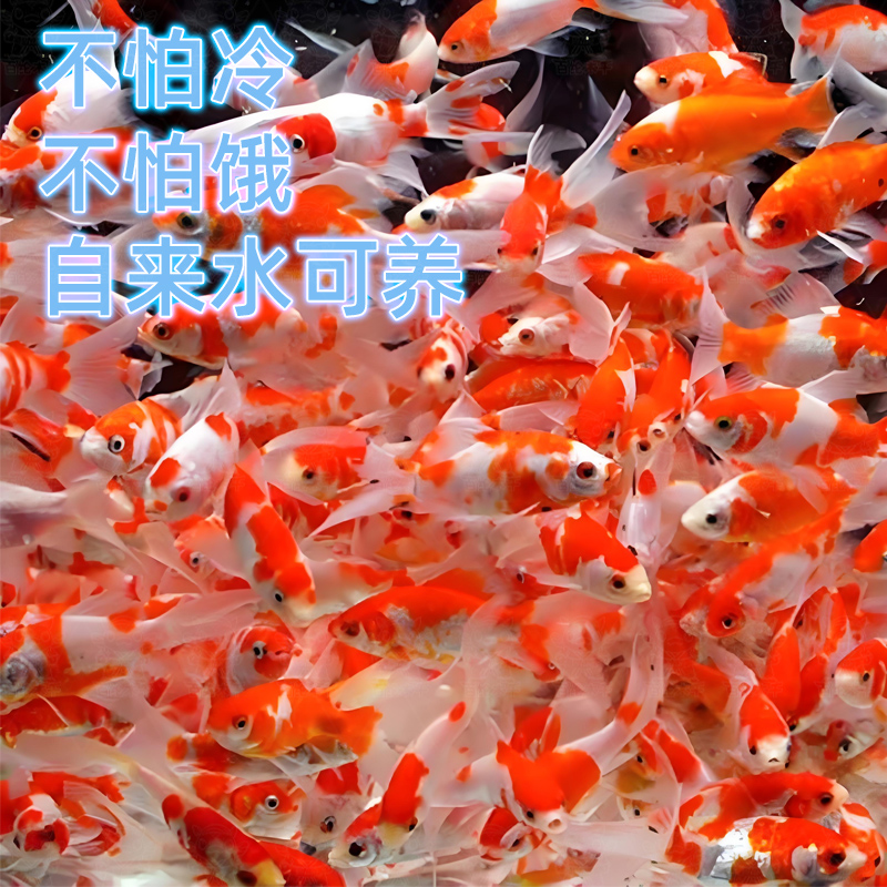 红白小草金小型淡水好养金鱼锦鲫锦鲤活鱼冷水鱼苗好养耐活观赏鱼
