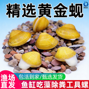 黄金小河蚌净水河蚬清理鱼缸净化水质鳑鲏繁殖观赏螺专吃鱼屎粪便