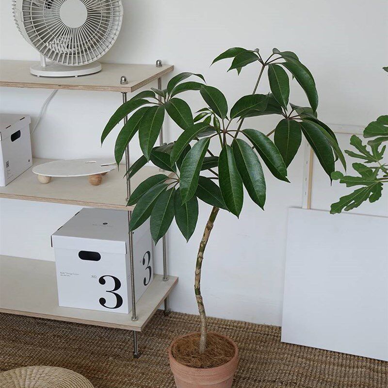 新品植物私生活 韩国风ins造型日本大叶伞 O客厅大型耐阴观叶绿植