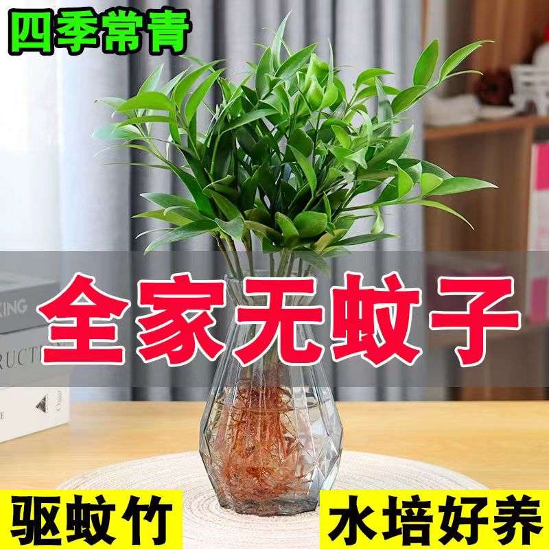 极速驱蚊竹水培植物水培竹柏富贵竹水培室内桌面T绿植盆栽花卉四