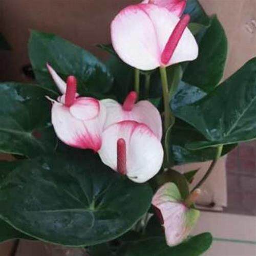 极速绿植梦幻彩掌防辐射除甲醛z植物客厅办公室内桌面盆栽水蜜桃