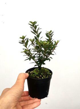 早乙女杜鹃小町 姬杜鹃  小叶杜鹃 盆景素材水陆缸景观造景网红