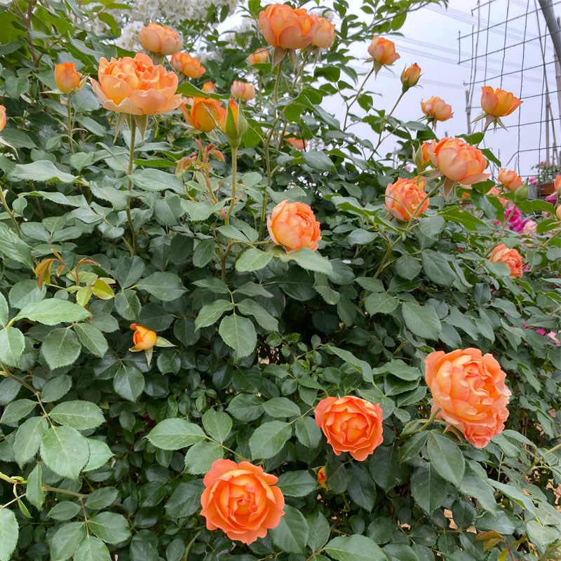 蜂蜜焦糖月季花藤本大苗盆栽阳台庭院花卉爬藤蔷薇玫瑰花勤花四季