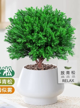 放青松绿植盆栽网红雾松办公室内桌面好养解压小盆景净化空气花卉