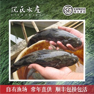 沙塘鳢鱼苗虎头鲨呆子鱼塘鳢土布鱼土才鱼虎头呆土婆鱼淡水鱼苗现