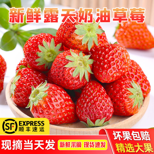 正宗红颜99奶油草莓现摘现发顺丰